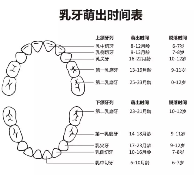 尚佳專業(yè)月嫂丨何時長牙才算正常？